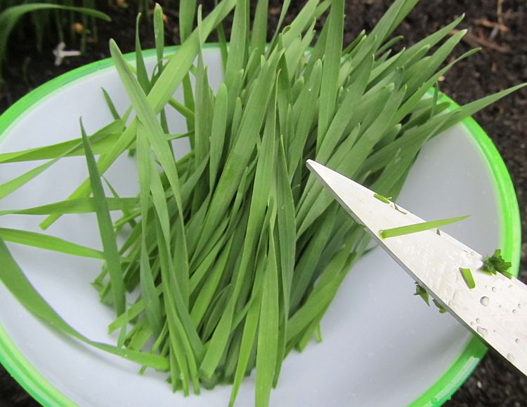 Chlorophylle E 140 gesund und ideal als Farbstoff