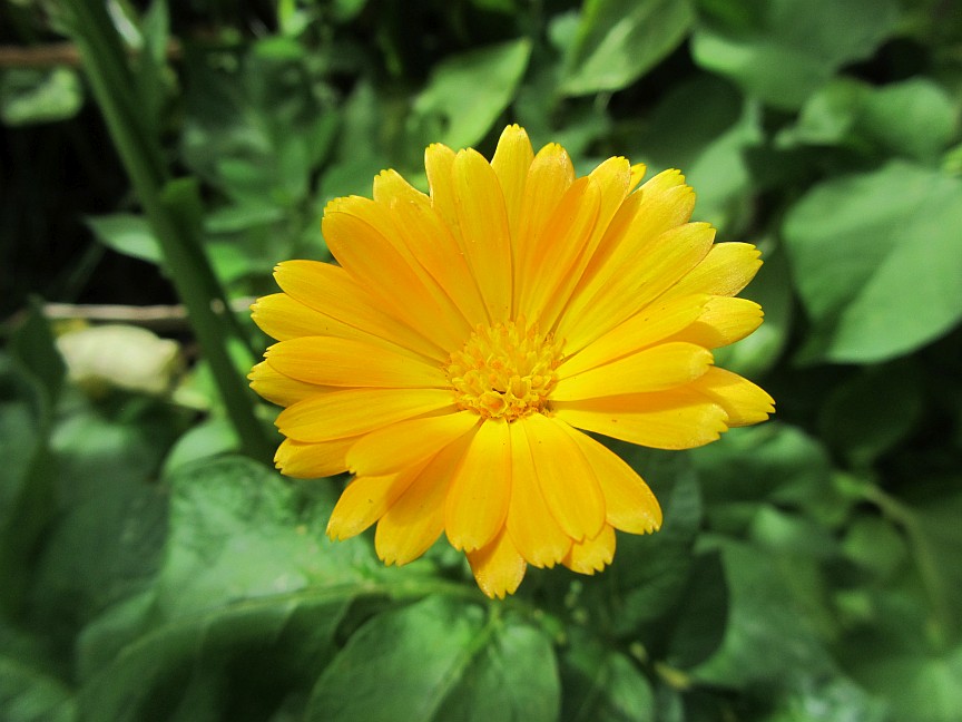 Natürliches Lutein aus Ringelblumen ist sehr gesund