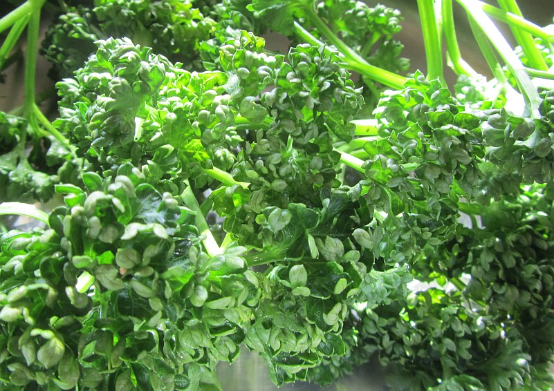 Petersilie ist eine wahre Vitamin C Bombe natürliches Vitamin C sollte künstlich hergestellter Ascorbinsäure E300 in der Ernährung immer vorgezogen werden